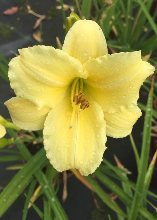 Hemerocallis x 'Stella Supreme'